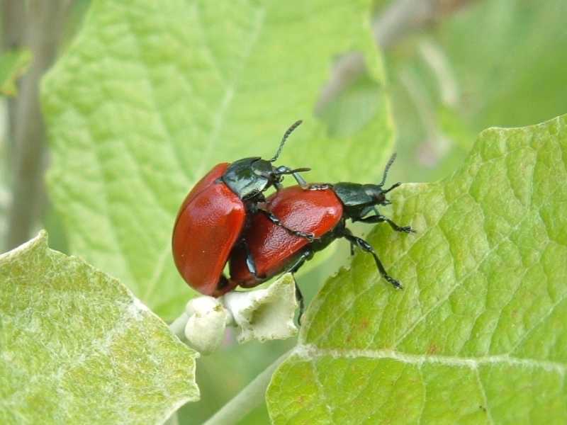 coleotteri: Chrysomela cfr. salicina